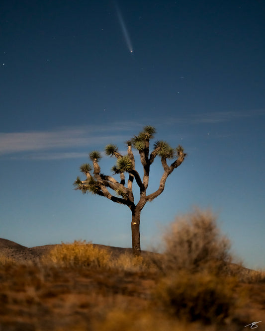 Fine art astrophotography featuring a lone Joshua tree beneath a bright comet streaking across the night sky. The moonlit desert foreground shows soft shrubs and earthy textures, creating a peaceful blend of celestial motion and high-desert stillness.