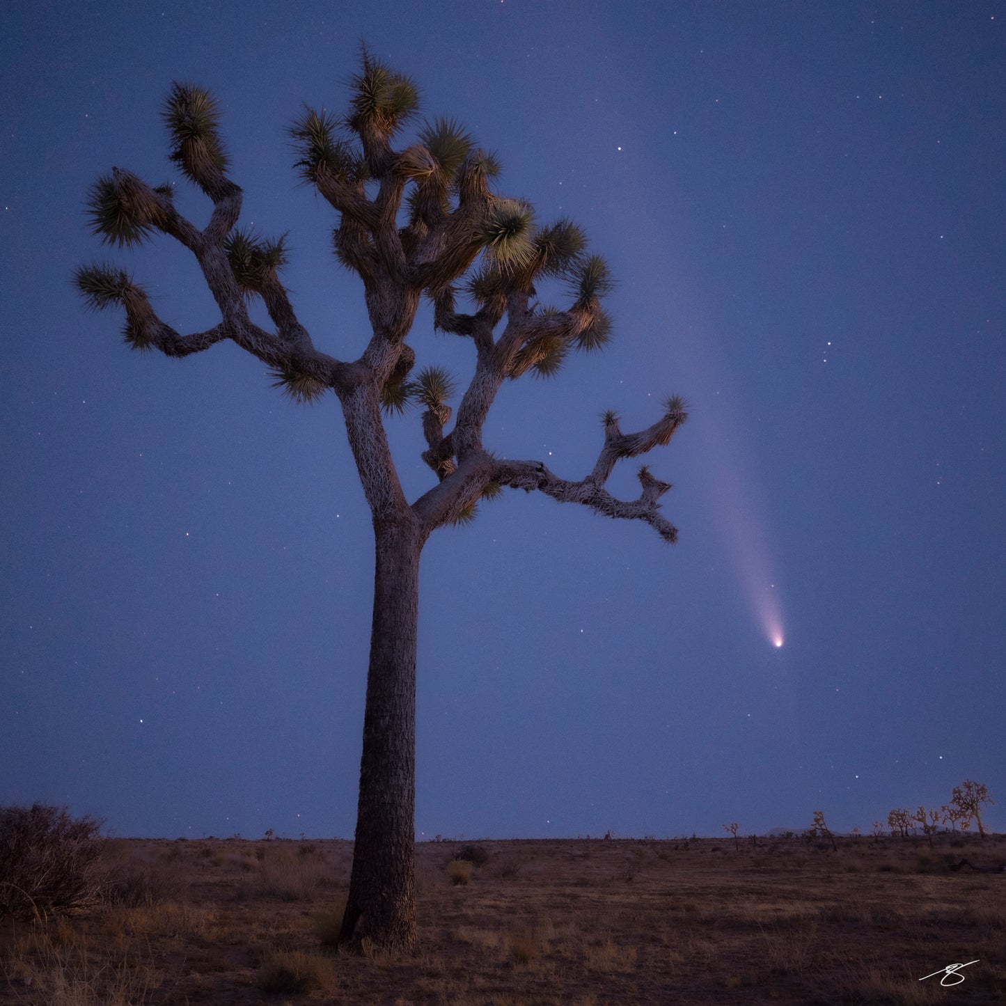 Fine art nightscape featuring a Joshua Tree beneath the bright trail of Comet NEOWISE in the Mojave Desert. Deep blue hour tones, stars, and a calm desert foreground create a rare celestial landscape captured in perfect clarity and atmospheric stillness.