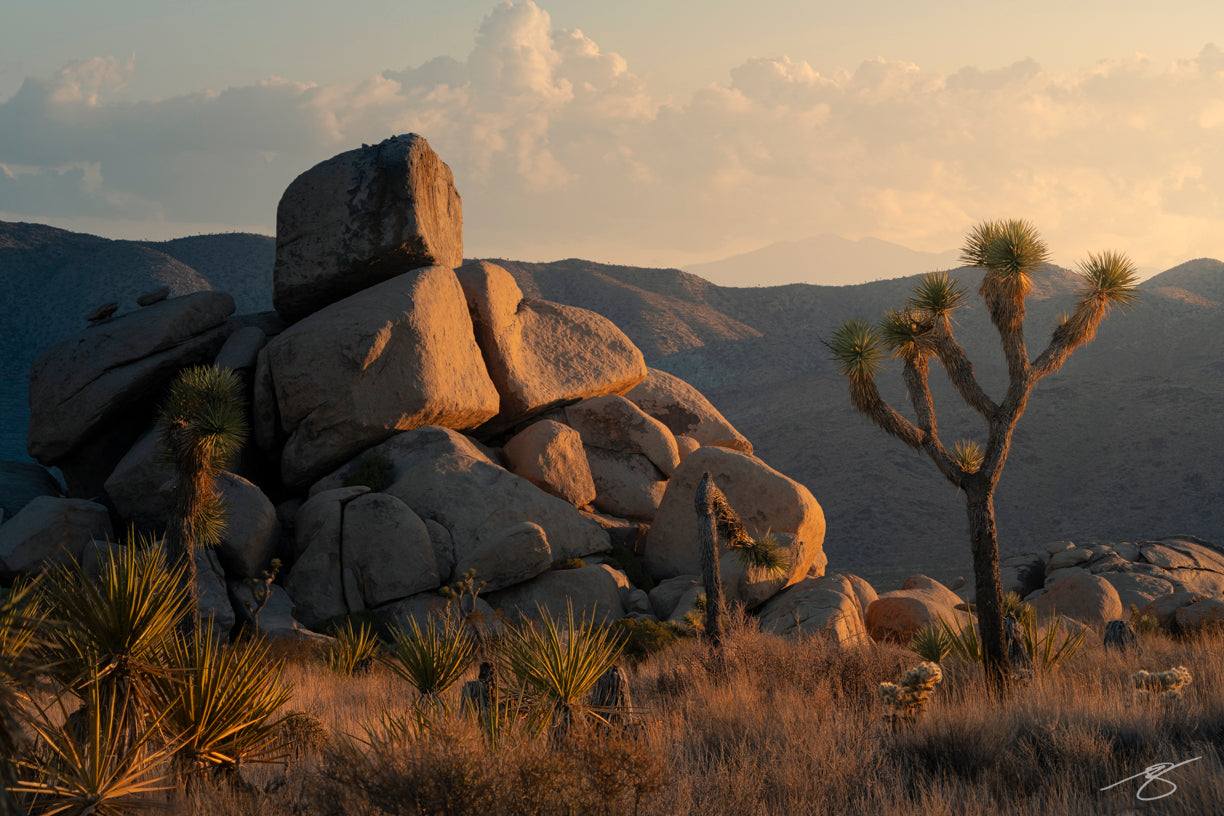 A warm golden hour landscape in Joshua Tree National Park featuring large granite boulders, iconic Joshua Trees, and sunlit desert vegetation. Soft mountain layers fade into the background under a glowing sky, creating a serene California desert scene.