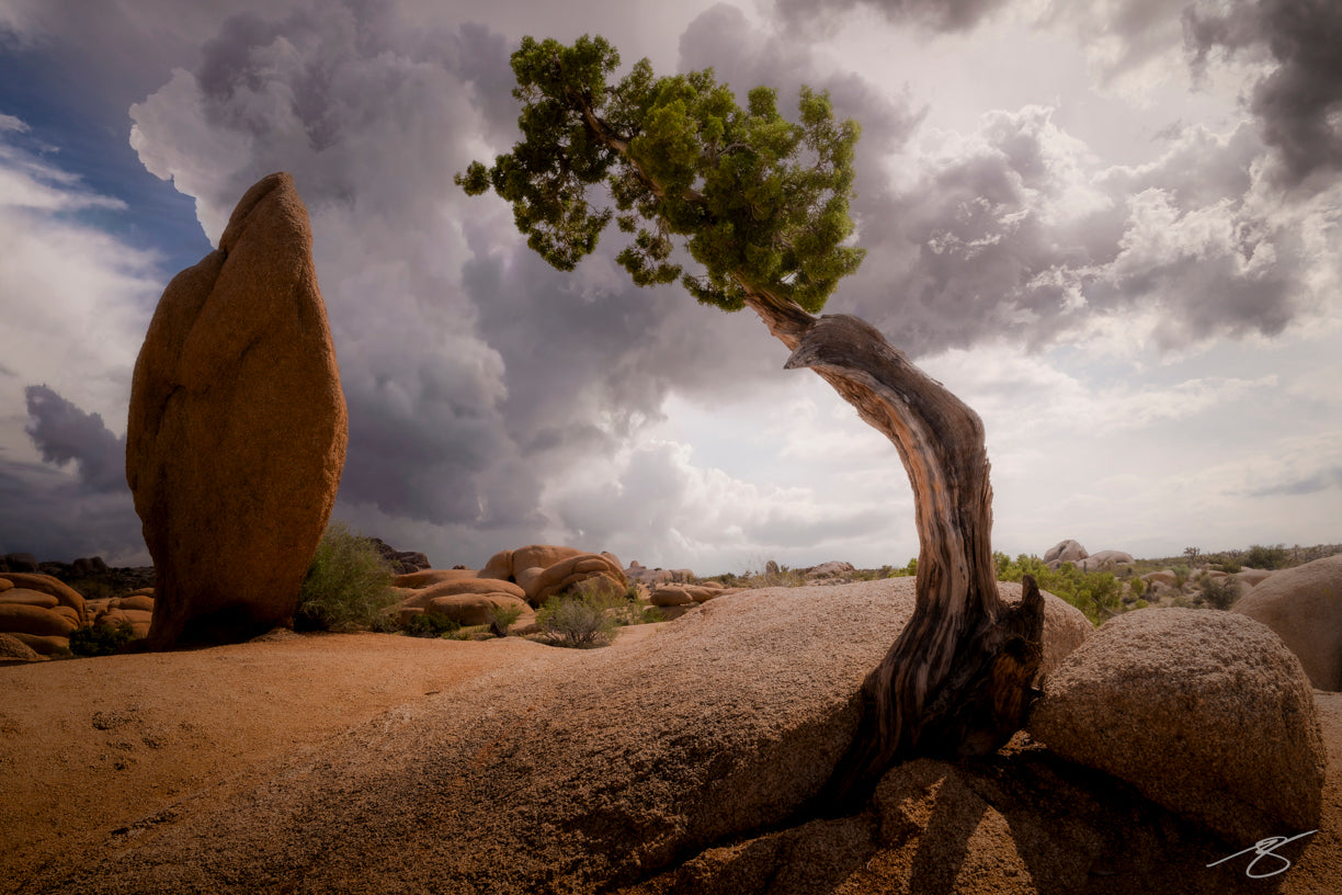 A dramatic desert scene in Joshua Tree National Park featuring a twisted juniper tree leaning over granite boulders. Dark monsoon storm clouds tower in the sky behind the landscape, while a massive standing boulder echoes the tree’s shape and anchors the composition.