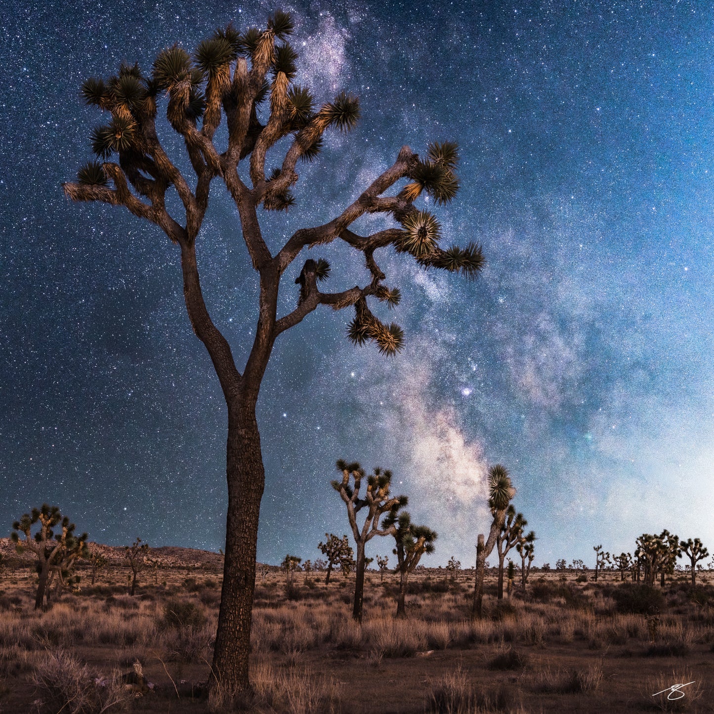 Fine art astrophotography of the Milky Way over a Joshua Tree in the Mojave Desert. A tall, branching Joshua Tree stands silhouetted against a bright star field, with desert plants and distant trees beneath a dramatic, glowing night sky.