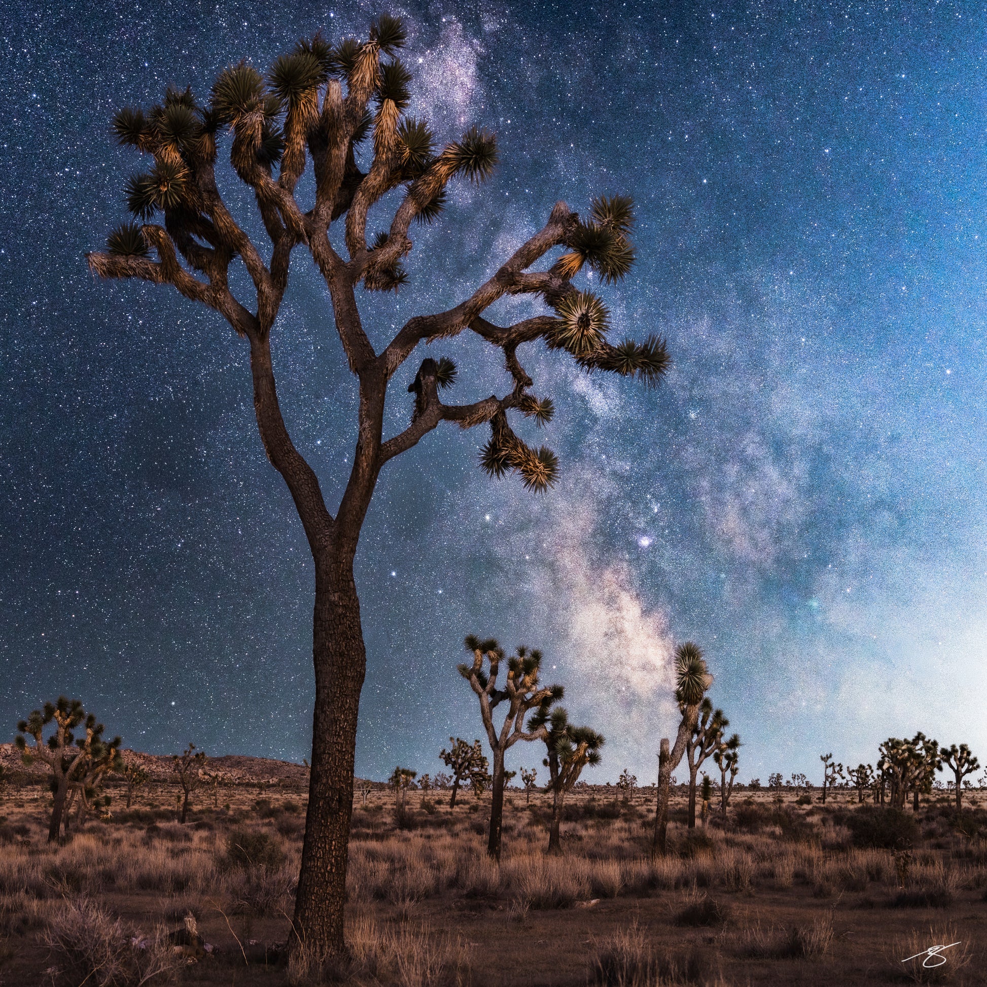 Fine art astrophotography of the Milky Way over a Joshua Tree in the Mojave Desert. A tall, branching Joshua Tree stands silhouetted against a bright star field, with desert plants and distant trees beneath a dramatic, glowing night sky.