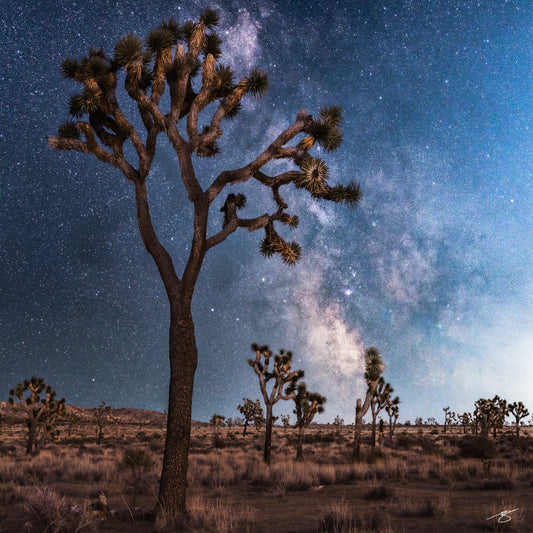 Fine art astrophotography of the Milky Way over a Joshua Tree in the Mojave Desert. A tall, branching Joshua Tree stands silhouetted against a bright star field, with desert plants and distant trees beneath a dramatic, glowing night sky.