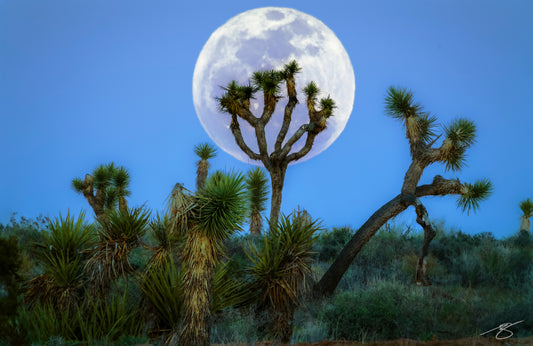 Full moon rising behind Joshua Trees in the Mojave Desert at twilight, fine art photograph by Beau Jesse Johnston