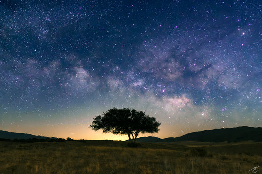 Milky Way arch glowing across a clear night sky above the silhouette of a lone tree in an open field at twilight