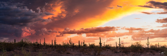 A vivid Sonoran Desert panorama featuring saguaro cacti silhouetted beneath a glowing monsoon sunset. Dramatic storm clouds fill the sky with deep purples and fiery orange light, creating a striking fine art Southwestern landscape photograph.