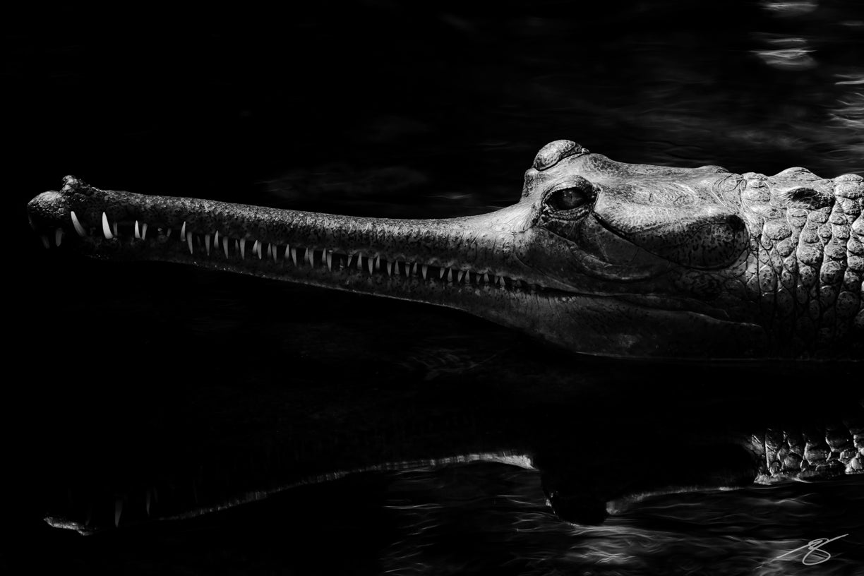 Black and white crocodile portrait with teeth and reflection in water — fine art wildlife photography by Beau Jesse Johnston.
