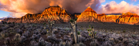 A wide panorama of Red Rock Canyon at sunrise, with glowing alpenglow lighting the massive sandstone cliffs. Joshua Trees fill the desert foreground, while dramatic clouds catch the warm morning light above the Nevada landscape.