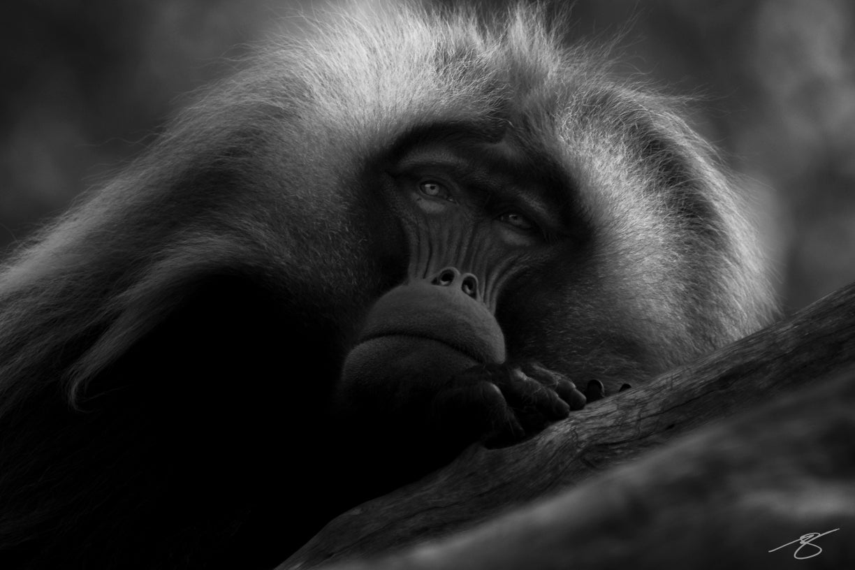 Black and white primate portrait – fine-art wildlife photography by Beau Jesse Johnston.