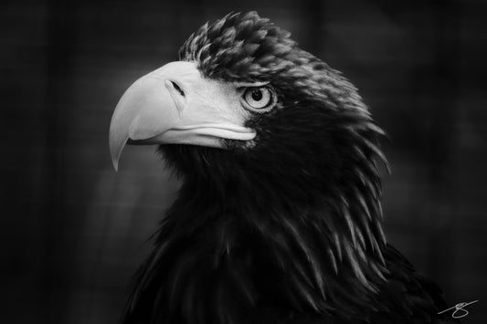 Black and white portrait of an eagle in profile, fine art wildlife photograph by Beau Jesse Johnston.