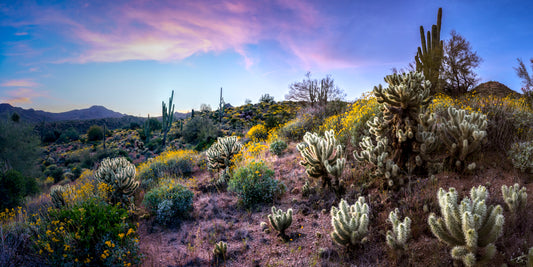 Colorful wildflowers and cacti at sunrise in the Sonoran Desert, fine art landscape photograph by Beau Jesse Johnston.