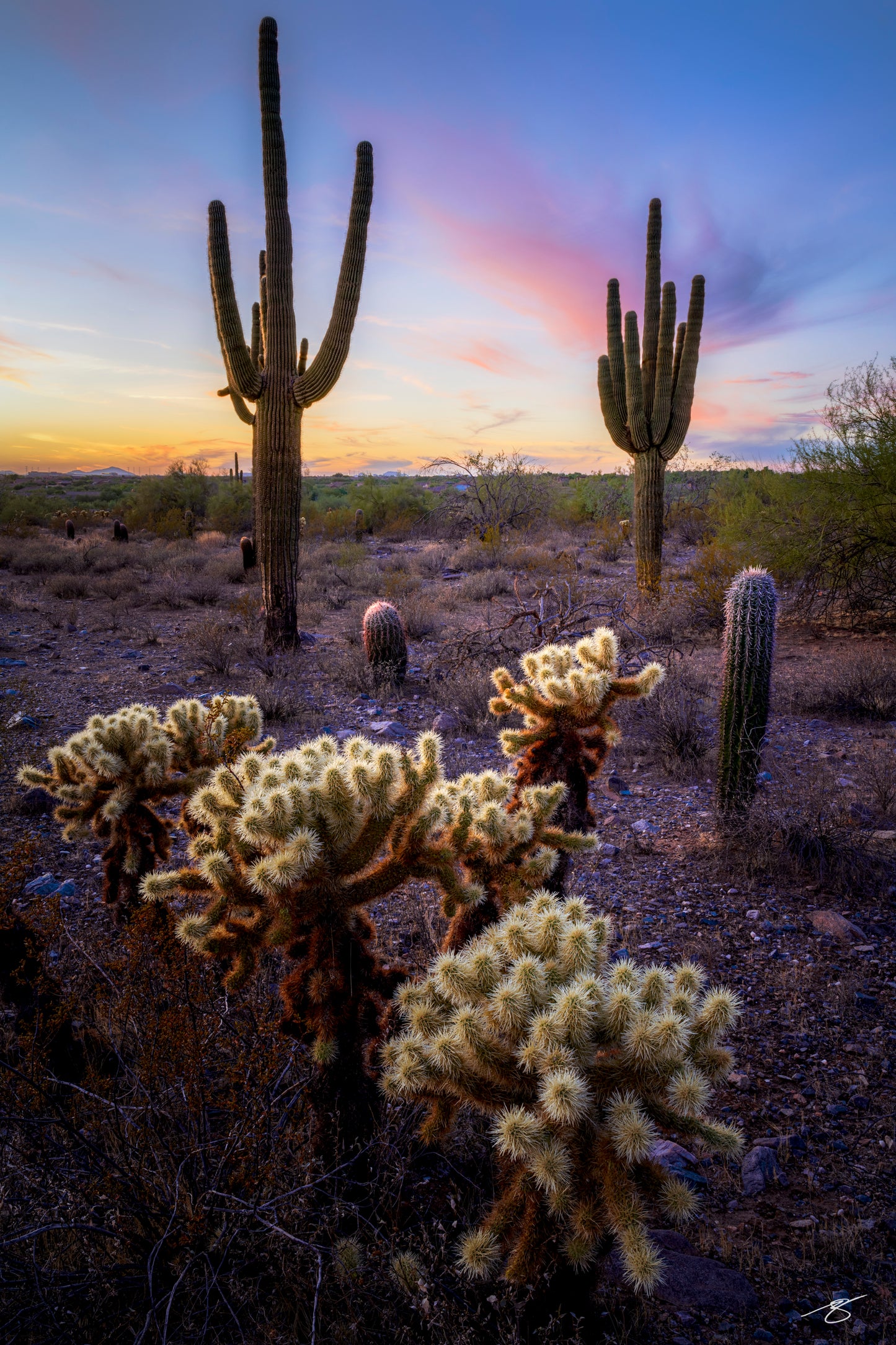 Fine art sunset scene in the Sonoran Desert featuring tall saguaro cacti and glowing cholla in the foreground. Warm golden light highlights desert textures beneath a sky of soft pink and blue hues, creating a vivid Southwestern landscape.