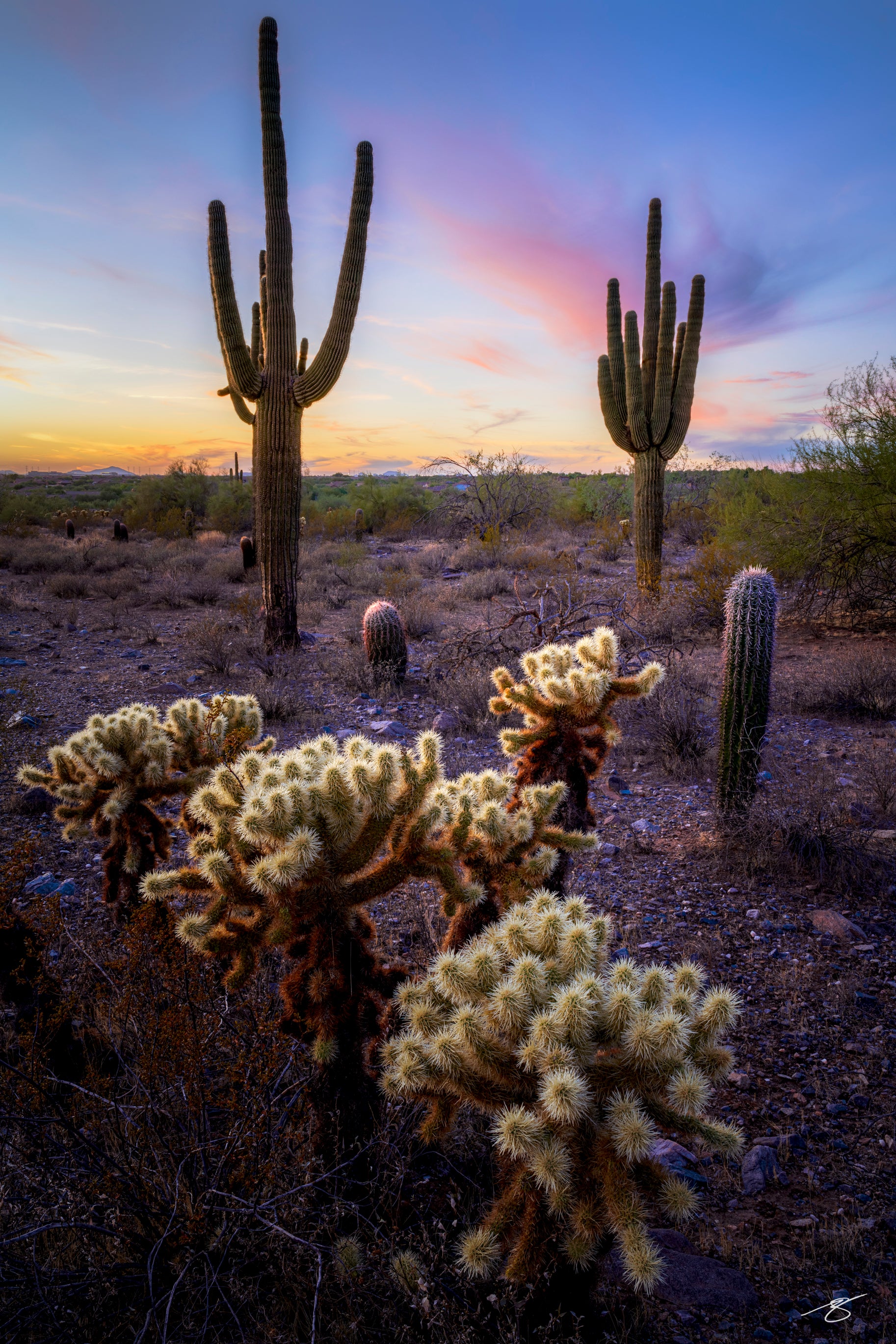 Fine art sunset scene in the Sonoran Desert featuring tall saguaro cacti and glowing cholla in the foreground. Warm golden light highlights desert textures beneath a sky of soft pink and blue hues, creating a vivid Southwestern landscape.