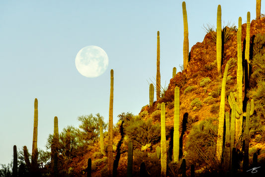 Fine art photograph of a full moon rising above tall saguaro cacti on a golden, sunlit desert hillside in the Sonoran Desert. Warm light highlights rugged rocks, cactus silhouettes, and desert vegetation beneath a soft pastel sky.