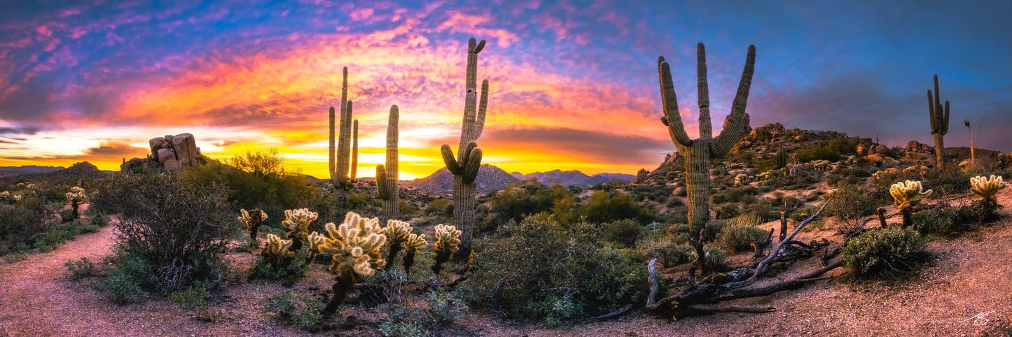 Wide sunrise panorama of the Sonoran Desert featuring tall saguaro cacti, glowing cholla in the foreground, and an intense orange, pink, and purple sky. A vivid fine art landscape capturing Arizona’s desert beauty at dawn.