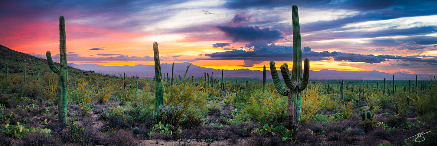 A wide panoramic photograph of the Sonoran Desert at sunset, featuring tall saguaro cacti, blooming ocotillo, prickly pear, and distant Arizona mountain ranges. Vibrant pink, purple, and orange skies illuminate the desert landscape in dramatic evening light.