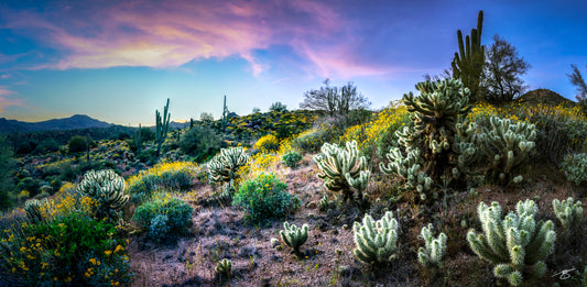 Panoramic fine art photo of the Sonoran Desert during spring bloom, featuring glowing cholla cactus, tall saguaros, colorful wildflowers, rolling desert hills, and a pastel sunset sky. A vibrant and detailed southwestern landscape scene.