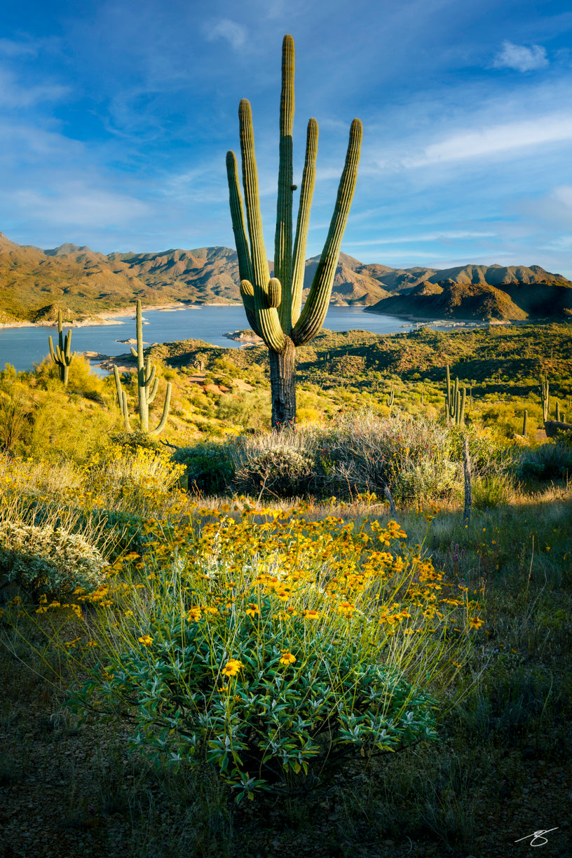 Sonoran Serenity – Wildflowers and Cactus Above Arizona’s Desert Lake