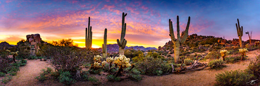 Vibrant panoramic sunset over the Sonoran Desert with tall saguaro cacti, glowing cholla and distant mountains under pink-gold clouds—Arizona desert landscape photograph