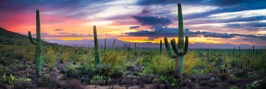 Vibrant Sonoran Desert sunset with saguaro cacti – fine-art panoramic landscape by Beau Jesse Johnston.