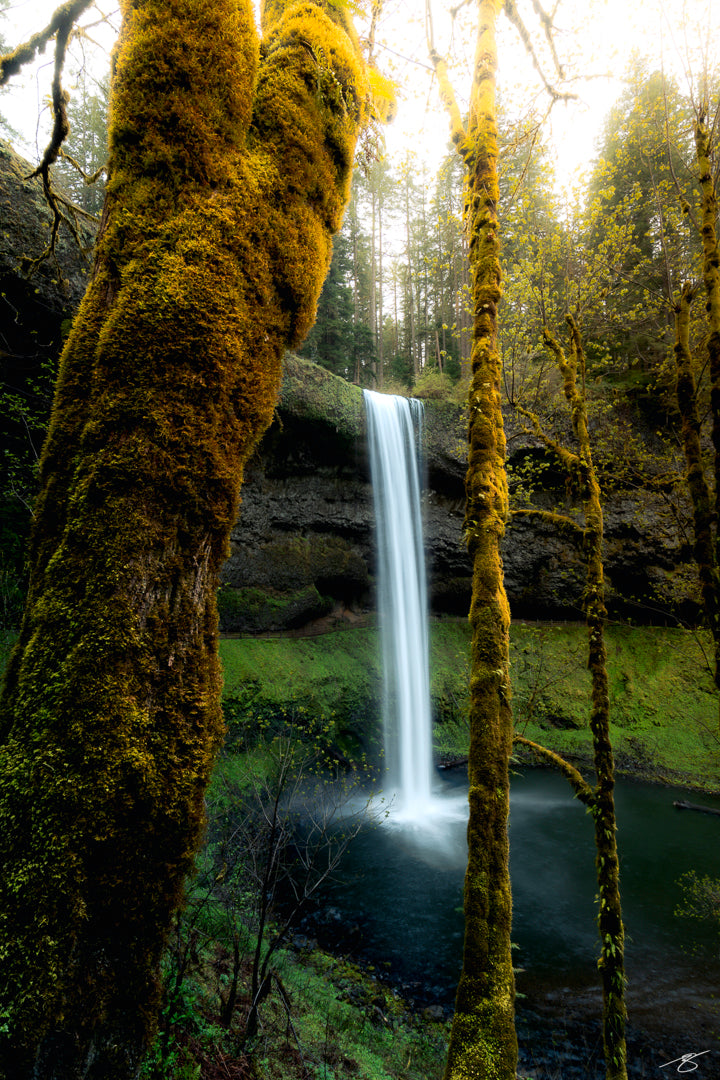 South Falls in Silver Falls State Park flows in a silky vertical cascade between moss-covered trees. Soft light illuminates the lush Oregon forest, highlighting green moss, textured bark, and the tranquil pool beneath the waterfall in this fine art nature scene.
