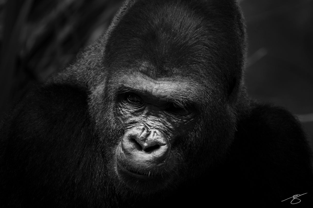 Black and white gorilla portrait — fine-art wildlife photograph by Beau Jesse Johnston.