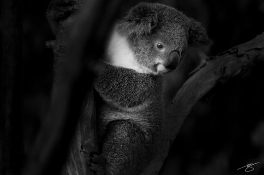 Black and white koala portrait – fine-art wildlife photography by Beau Jesse Johnston.