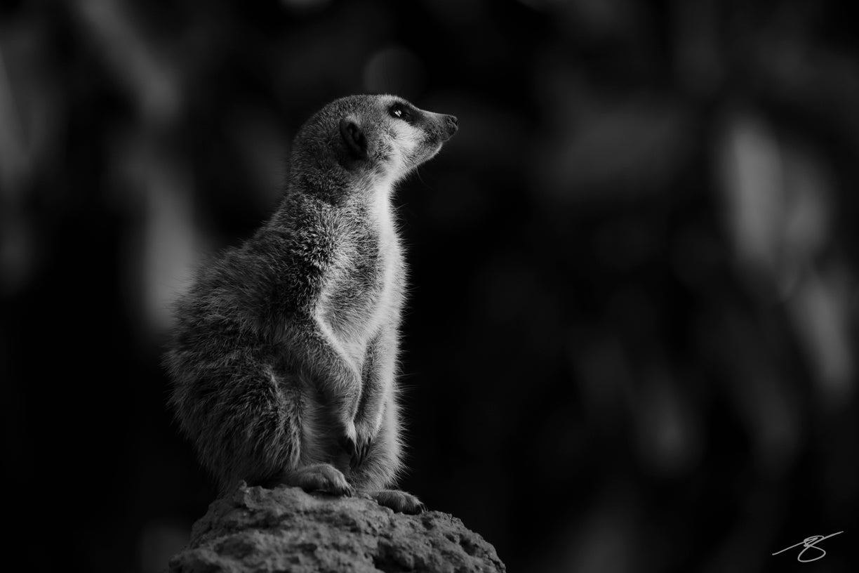 Black and white meerkat portrait – fine-art wildlife photography by Beau Jesse Johnston.