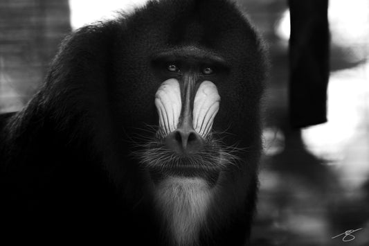 Black and white portrait of a mandrill — fine art wildlife photograph by Beau Jesse Johnston.