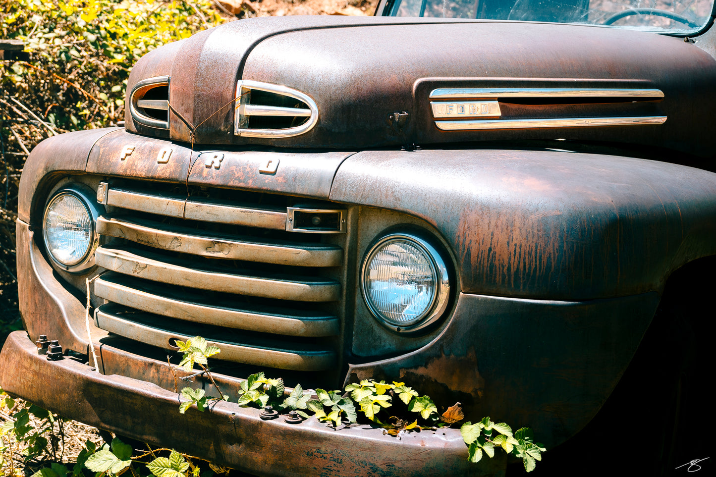 Close-up fine art photograph of a rusted vintage Ford F-Series truck. Sun-aged metal, peeling paint, and classic chrome details blend with desert vegetation growing around the bumper, creating a nostalgic and richly textured automotive scene.
