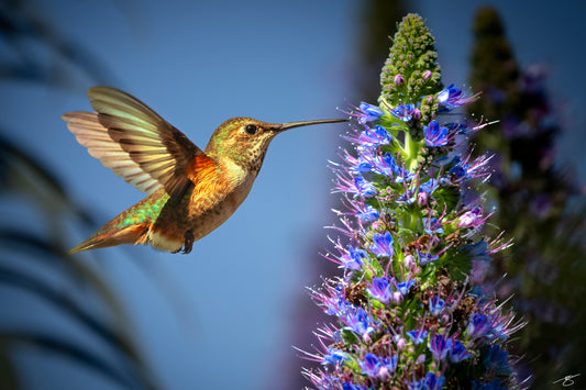 Hummingbird feeding on vivid purple flowers in sunlight, fine art wildlife photograph by Beau Jesse Johnston.