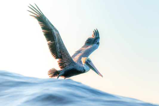 Fine art photo of a brown pelican flying above the ocean at sunrise by Beau Jesse Johnston, coastal wildlife photography.
