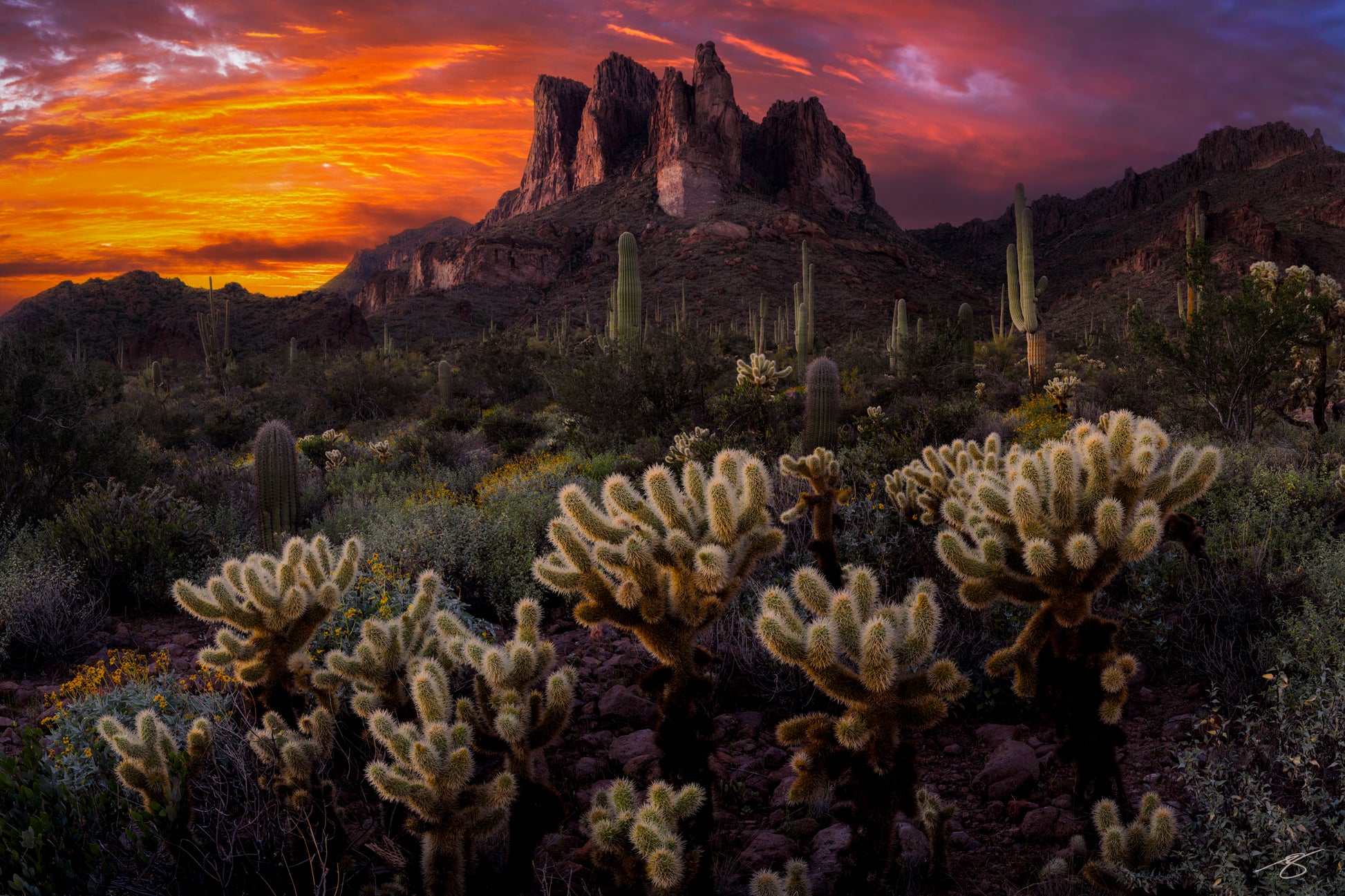 Desert Ablaze fine art photograph of the Superstition Mountains in Arizona at sunset with glowing teddy bear cholla and towering saguaro cacti.