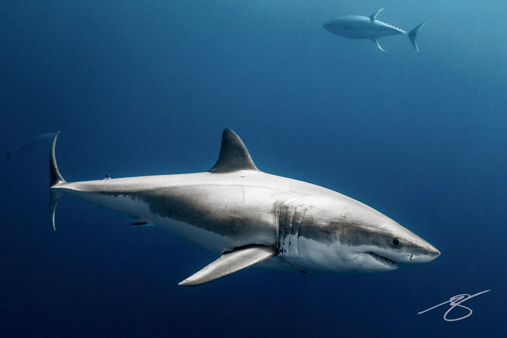 Underwater portrait of a great white shark cruising through deep blue water with a tuna in the background; dramatic ocean wildlife fine art print