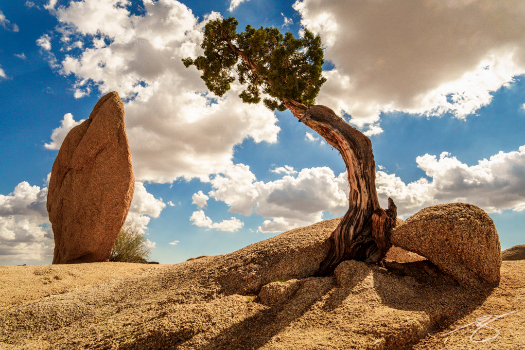 A Tree in a Hard Place