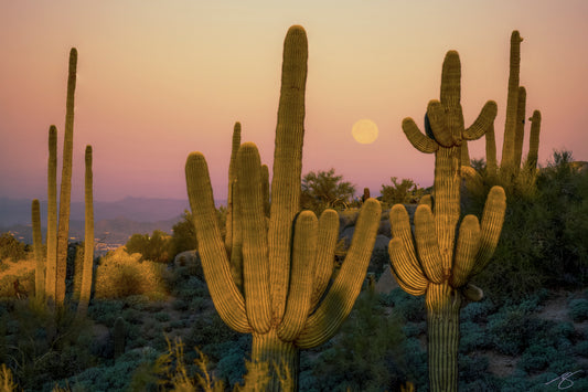 Full moon rising over the Sonoran Desert with tall saguaro cacti in warm twilight against a pastel peach-lavender sky; Arizona landscape fine art photograph