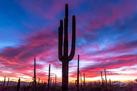 Silhouette of a tall saguaro cactus against a vivid pink-purple Arizona sunset with streaked long-exposure clouds over the Sonoran Desert