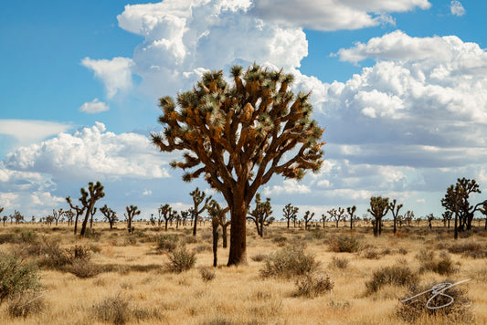 Single Joshua tree in golden Mojave desert with scattered shrubs and dramatic cumulus clouds; Southwest landscape fine art photograph
