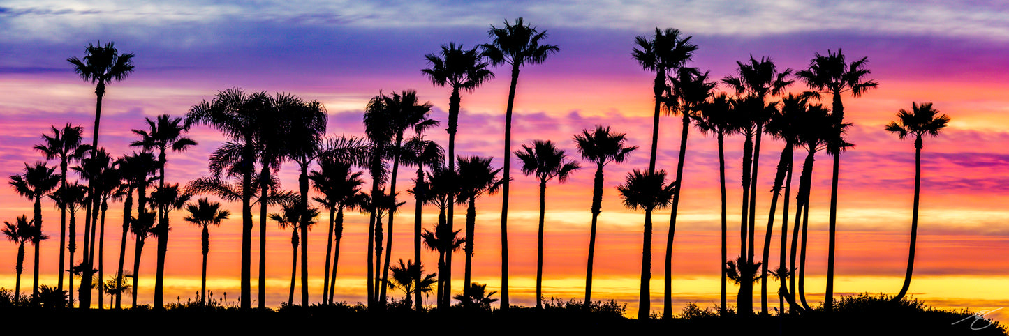 Panoramic silhouette of tall palm trees against vivid purple, pink, and orange sunset sky along the California coast; tropical fine art wall print