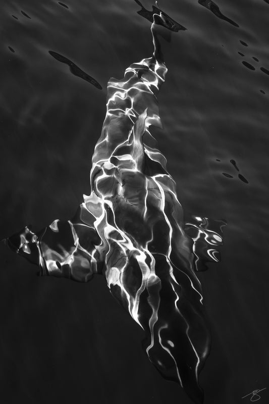 Black-and-white overhead view of a shark just below the water’s surface, with bright caustic light patterns outlining its silhouette; vertical ocean fine art photograph
