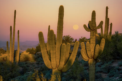 Moonset Saguaros